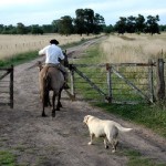 campo-caballo-perro1