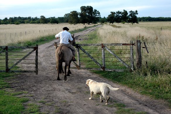 campo-caballo-perro1